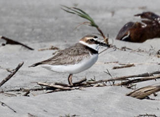 Wilson's Plover, Male