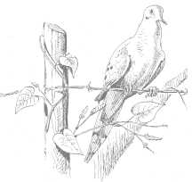 Drawing of a Mourning Dove