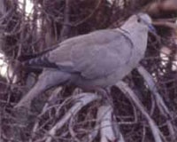 Eurasian Collared Doves