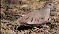 Common Ground Dove