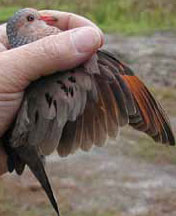 Ground Dove Wing