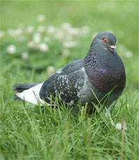 Common Pigeon