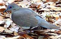 White-winged Dove