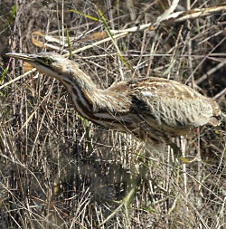 American Bittern - Photo by Christy Hand