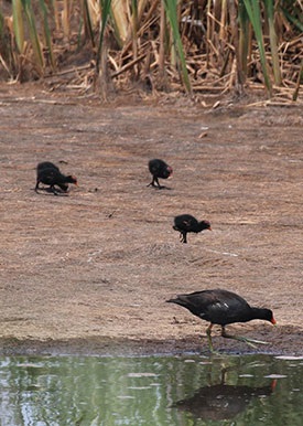 Common Gallinule - Photo by Christy Hand