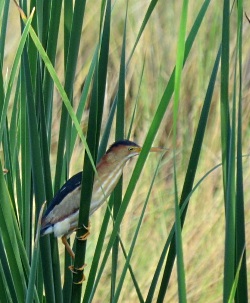 Least Bittern - Photo by Christy Hand