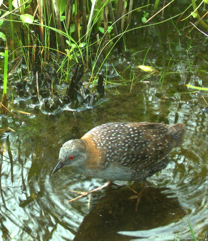 Eastern Black Rail - Photo by Christy Hand