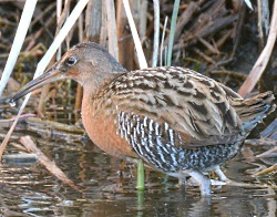 King Rail - Photo by Keith McCullough