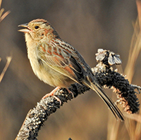 Bachman's Sparrow, by Carl Miller