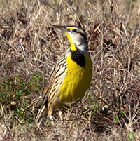 Eastern Meadowlark, by John Ennis