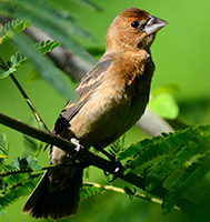 Female Blue Grosbeak, by Dan Garber