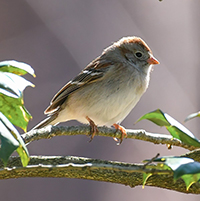 Field Sparrow, by Mark Regnier