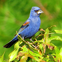 Male Blue Grosbeak, by Lee Weber