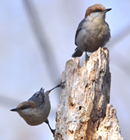 Brown-headed Nuthatch, by Liz Odum