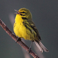Prairie Warbler, by Irvin Pitts