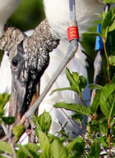 Banded Wood Stork - Photo By Christy Hand. The blue band shown in this photograph is an example of a tall color band
without a code.