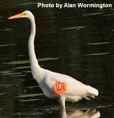 Tagged Great Egret - Photo By Alan Wormington