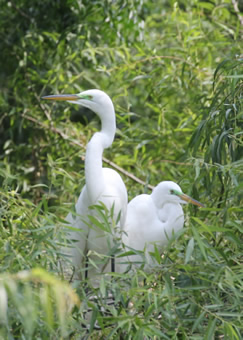 Great Egret Nest