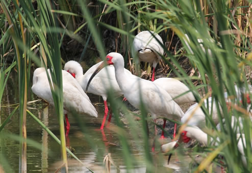 White Ibis