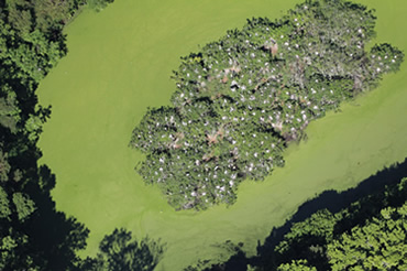 Aerial Photos of Nesting Wading Birds