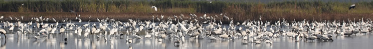 Wading Birds Foraging