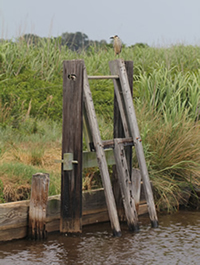 Night-Heron on Water Control Structure