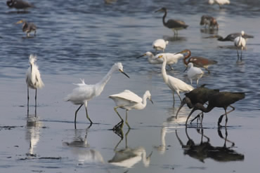 Foraging Wading Birds