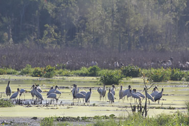 Wood Storks Feeding