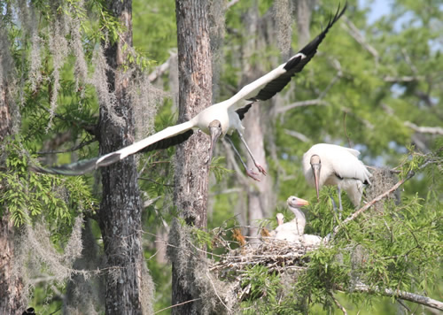 Wood Stork Nest 