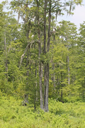 Dense Vegetation Around Tree with Stork Nests