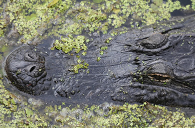 Alligator