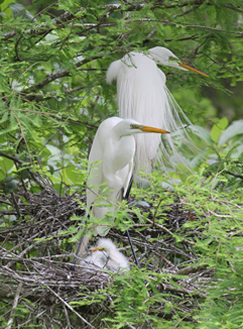 Nesting Birds