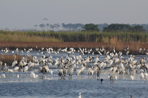 Wading birds feeding