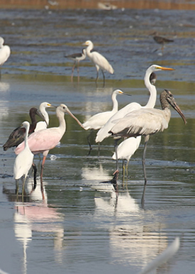 Wading Birds