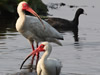 Adult White Ibis - Photo Courtesy of Christy Hand, SCDNR