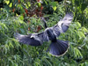 Anhinga Landing - Photo Courtesy of Christy Hand, SCDNR