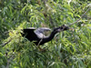 Anhinga - Photo Courtesy of Christy Hand, SCDNR