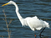 Banded Great Egret - Photo Courtesy of Wendy Allen