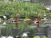 Black-Bellied Whistling-Ducklings at DWMA - Photo Courtesy of Christy Hand, SCDNR