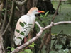 Cattle Egret - Photo Courtesy of Christy Hand, SCDNR