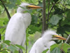 Great Egret Nestlings - Photo Courtesy of Christy Hand, SCDNR