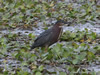 Green Heron - Photo Courtesy of Christy Hand, SCDNR