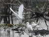 Immature Little Blue Herons at DWMA - Photo Courtesy of Christy Hand, SCDNR