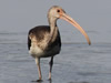 Immature White Ibis