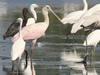 Roseate Spoonbill at BIWMA - Photo Courtesy of Christy Hand, SCDNR