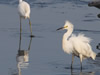 Snowy Egrets - Photo Courtesy of Christy Hand, SCDNR