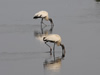 Wood Storks Foraging - Photo Courtesy of Christy Hand, SCDNR