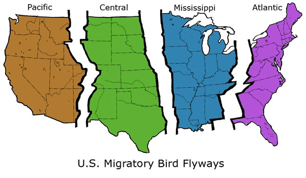 Scdnr Waterfowl