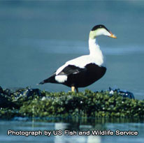 Common Eider