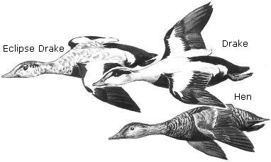 Common Eider Drawings